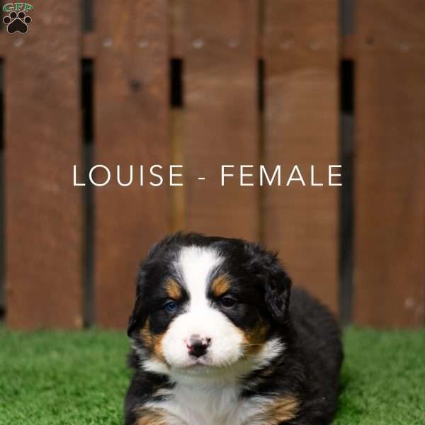 Louise, Bernese Mountain Dog Puppy